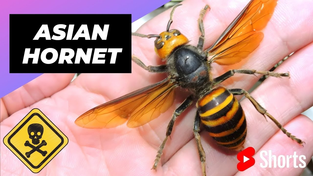 Asian Giant Hornet ???? One Of The Most Dangerous Insects In The World #shorts #asianhornet #insect