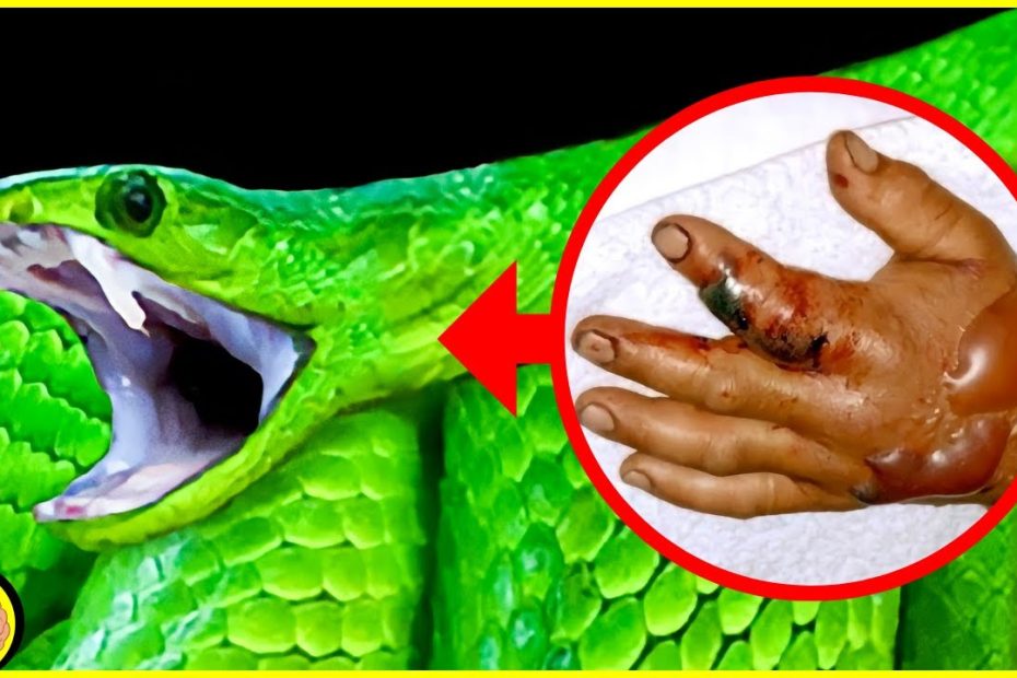 Top 10 Giftigste Slangen ter Wereld