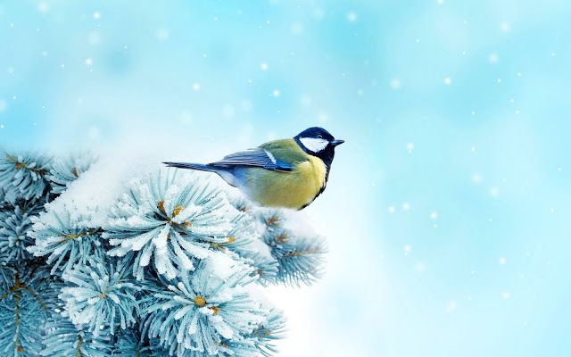 Achtergrond Wallpapers: Winter | Bird Wallpaper, Winter Bird, Winter  Backdrops