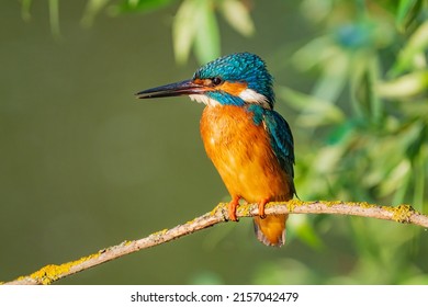 93.218 Afbeeldingen Voor Ijsvogel: Afbeeldingen, Stockfoto'S En Vectoren |  Shutterstock