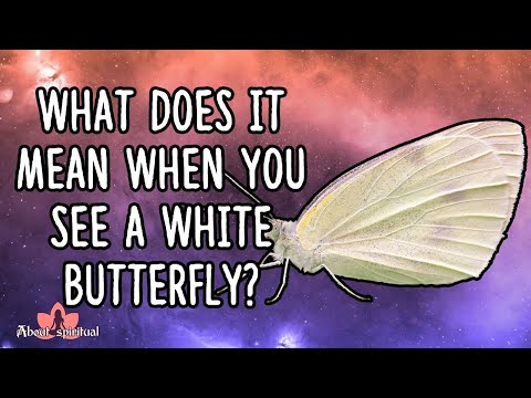 What Does It Mean When You See a White Butterfly?