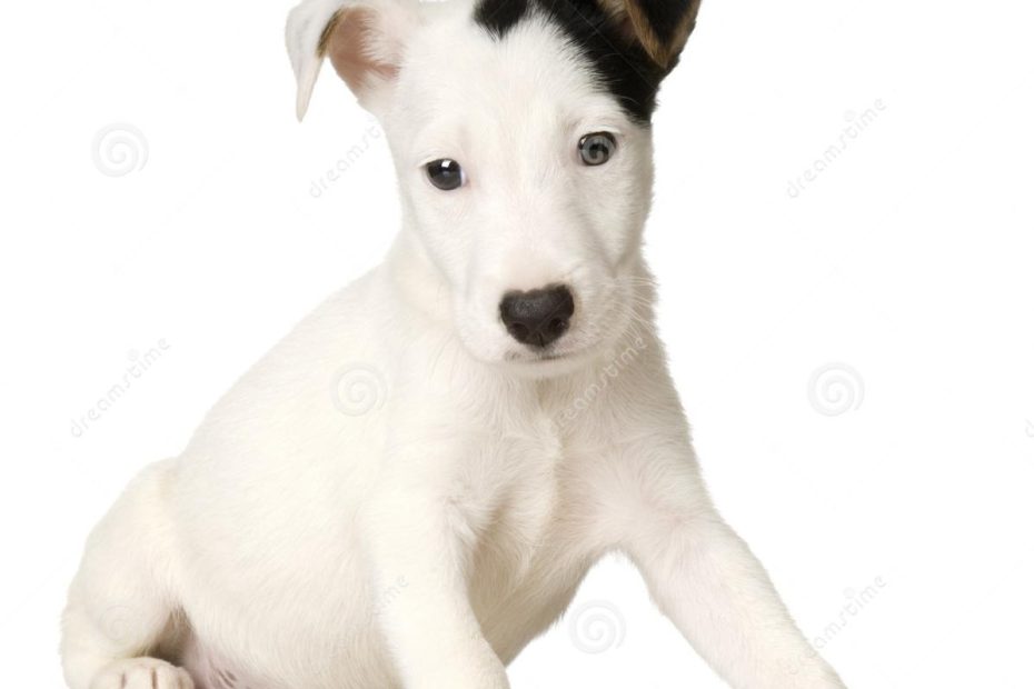 Puppy Jack Russel Stock Photo. Image Of Purebred, Breed - 2646780