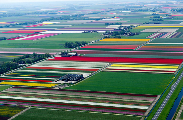 Aerial Photographs Of Tulip Fields In The Netherlands By Normann Szkop |  Mind Wonder